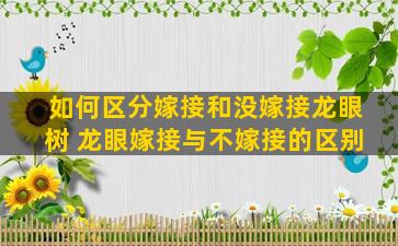 如何区分嫁接和没嫁接龙眼树 龙眼嫁接与不嫁接的区别